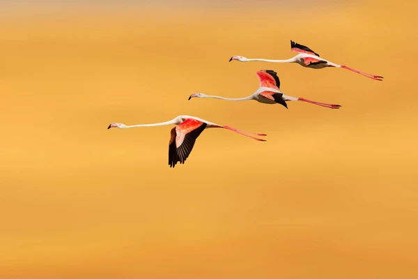 Al Wathba flamingos in flight
