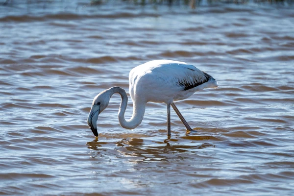 Close-up flamingo feeding at Al Wathba
