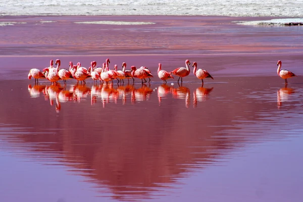 Greater flamingos feeding at Al Wathba