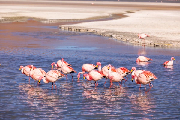 Flamingo reflection in the pink water