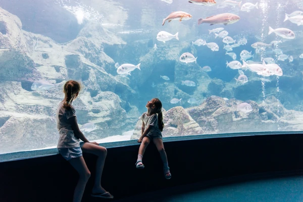 SeaWorld Abu Dhabi Arctic zone