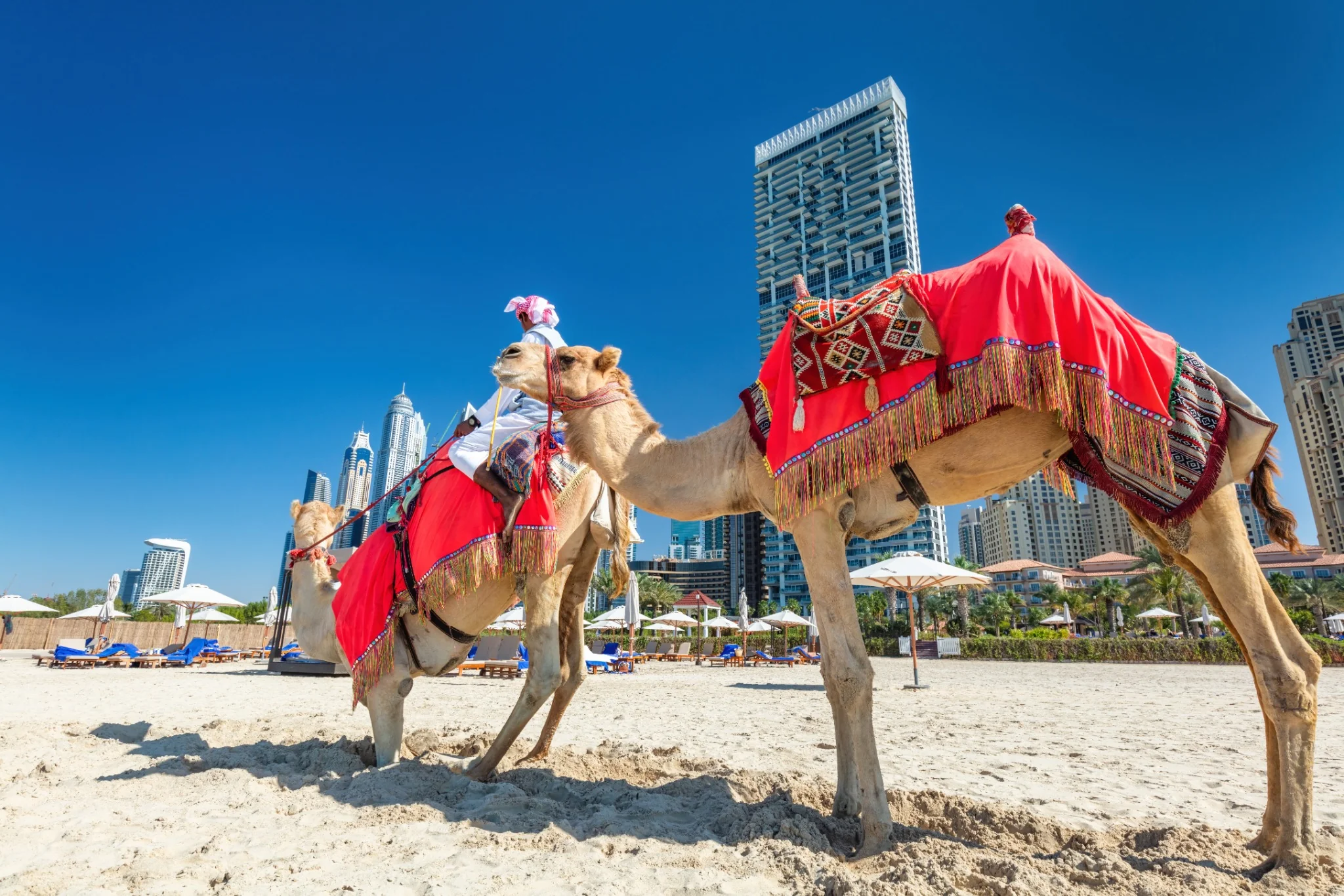 Camel handler with a decorated camel in the Abu Dhabi desert