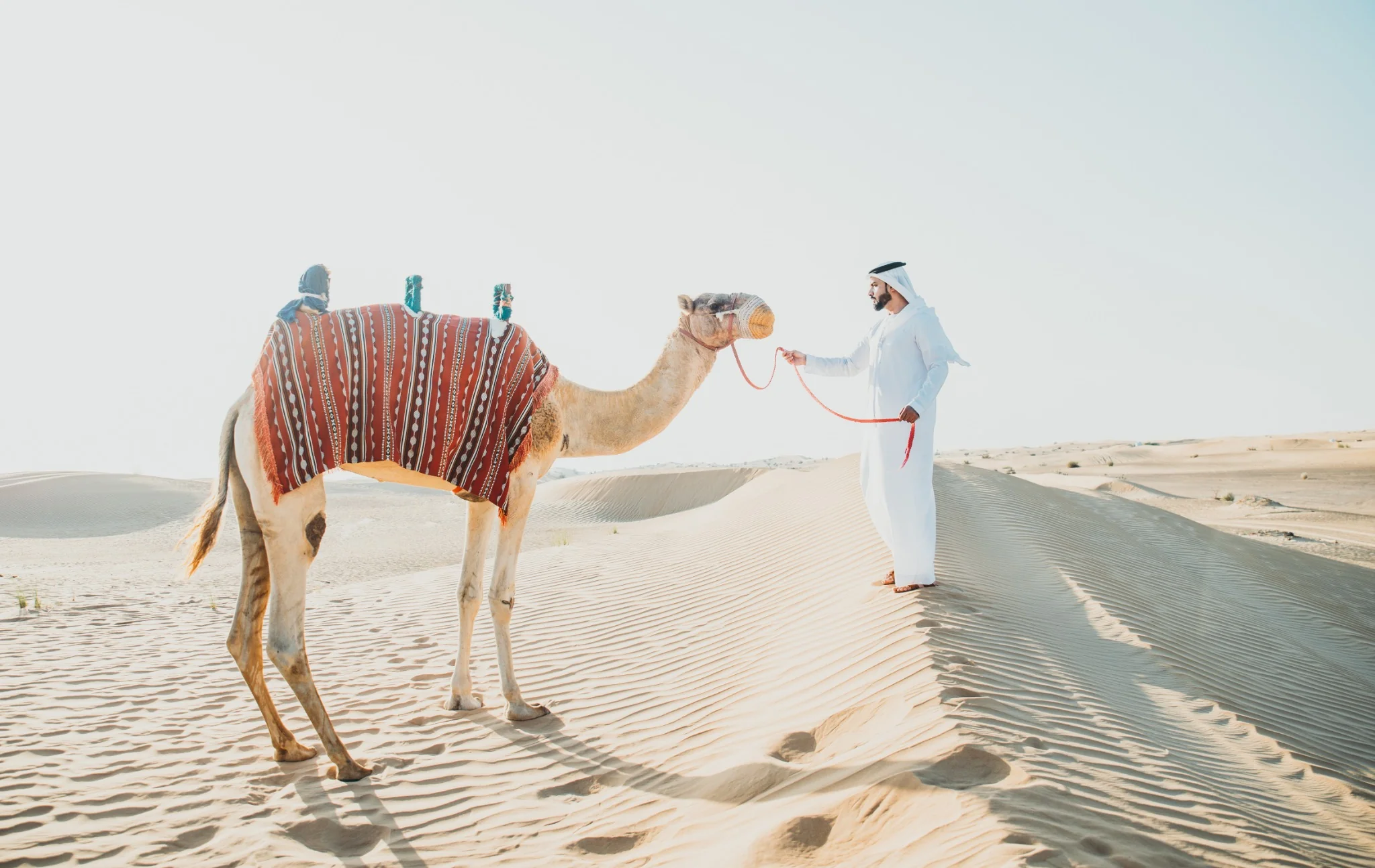 Guests enjoying a guided camel ride across Abu Dhabi desert dunes