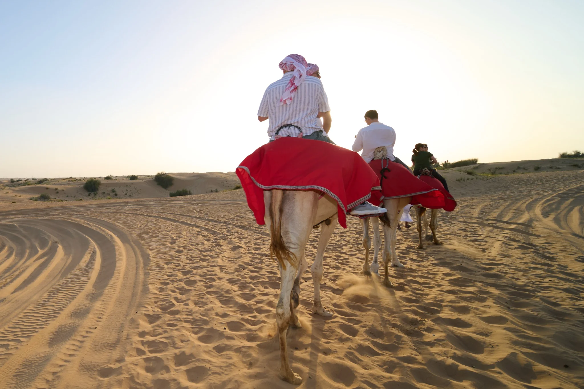 Decorated camels ready for a desert ride in Abu Dhabi