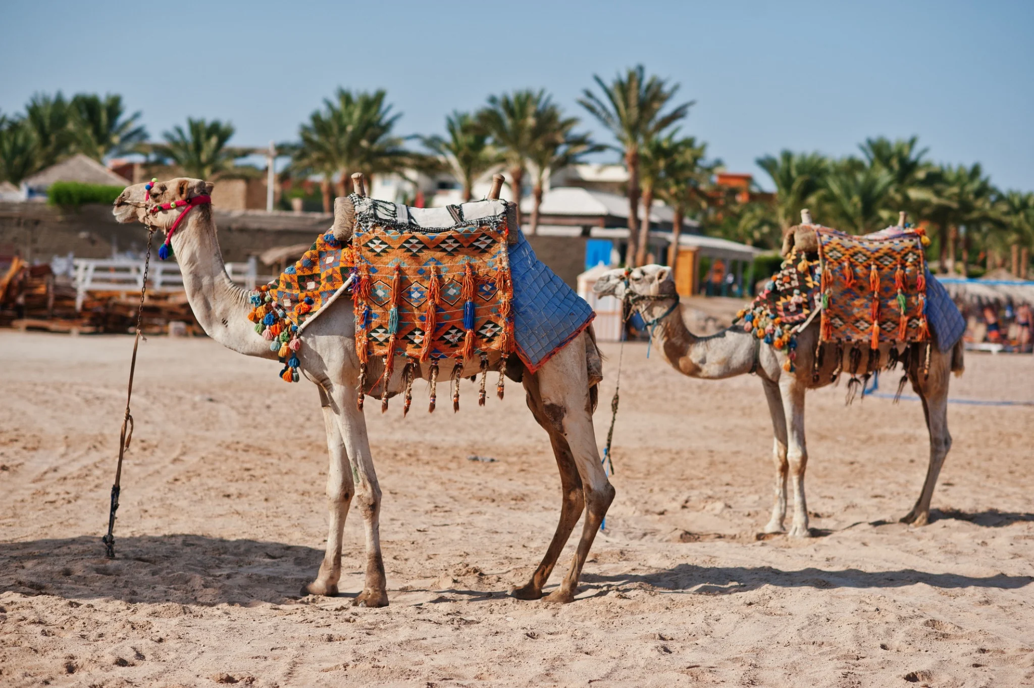Traveller riding a camel at sunset in the Abu Dhabi desert
