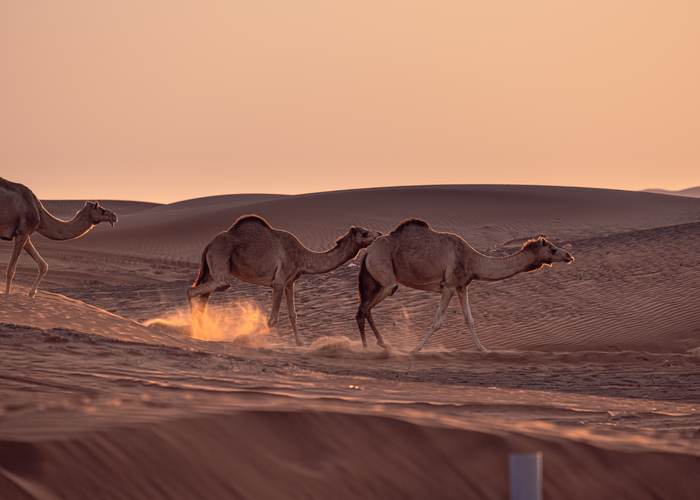 Camels walking across the Abu Dhabi desert dunes at golden hour