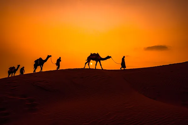 Camel silhouettes on golden dunes at sunset during an Abu Dhabi evening desert safari